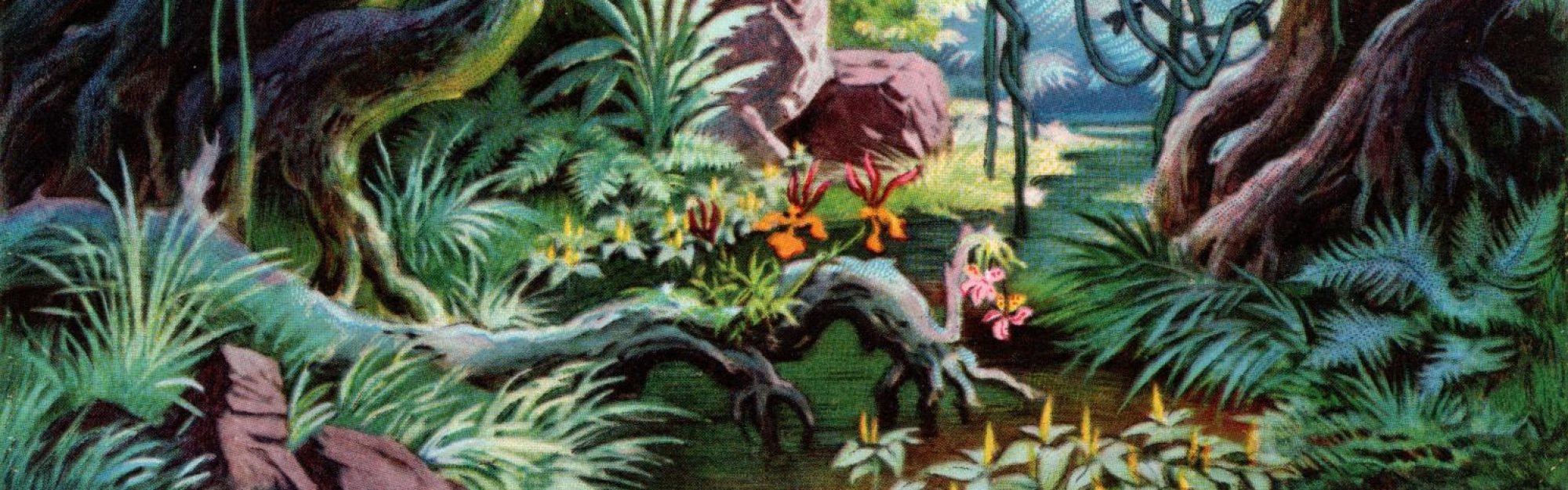 Árvores e orquídeas da Floresta tropical Amazônica.